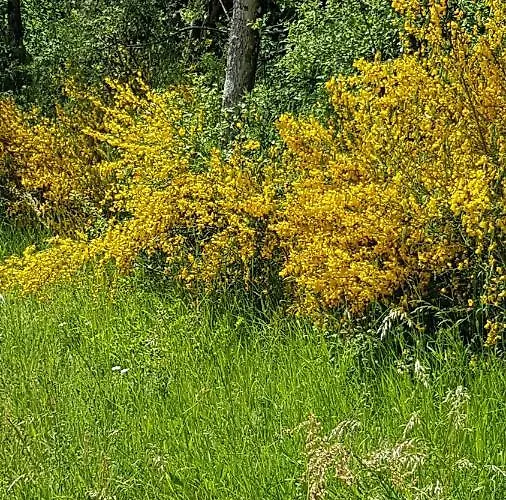 Eifel Дом отдыха *